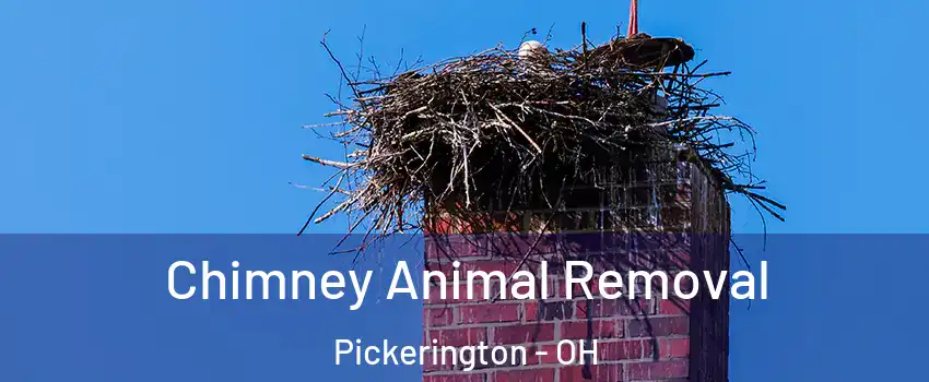  Chimney Animal Removal Pickerington - OH