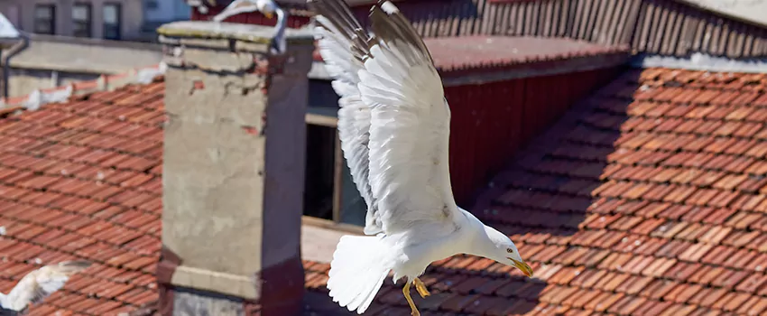 Residential Chimney Animal Removal Solution in Pickerington, OH